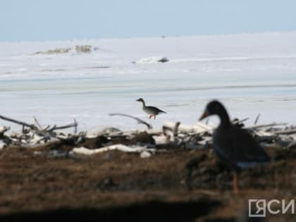 Очаг птичьего гриппа обнаружили в соседней с Якутией Амурской области