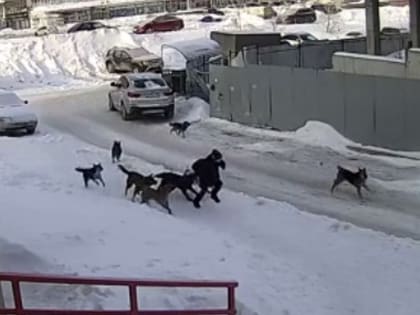 Какие изменения вносят в закон о бездомных животных?