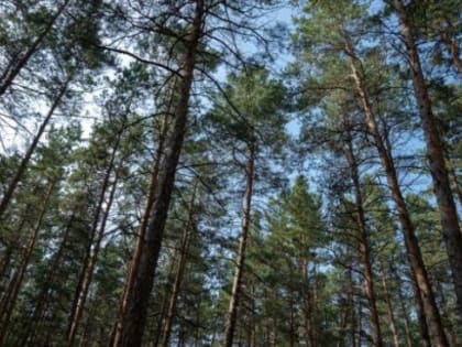 Прогноз погоды в Якутске на 7 августа