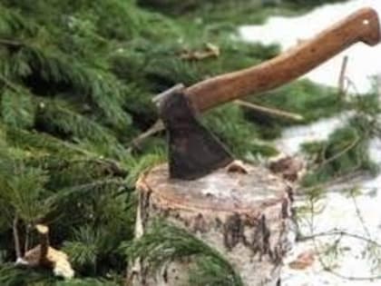 В Якутии выявлены факты незаконной рубки елок