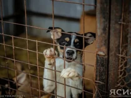 В Нюрбинском районе Якутии ликвидировали пять очагов по бруцеллезу собак