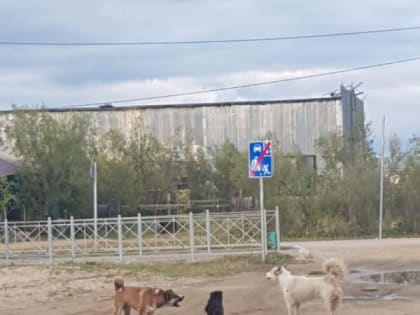 С начала года отловлено более 1,5 тысяч безнадзорных собак