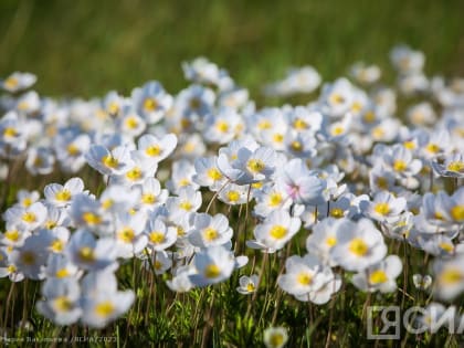 До 35 градусов жары прогреется в ближайшие дни воздух в некоторых районах Якутии