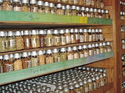 Опыт Якутии по хранению семян в толще многолетнемерзлых пород приобрел особую важность