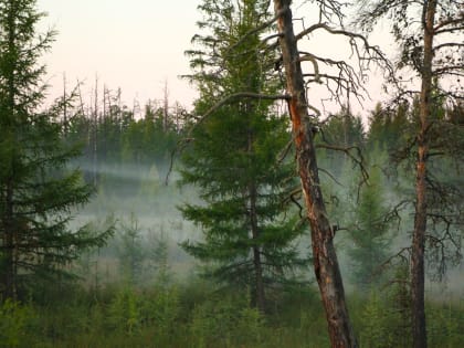 Лето закончилось! Ночью ударят сильные заморозки