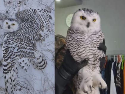 В Усть-Алданском районе спасли обессиленную полярную сову