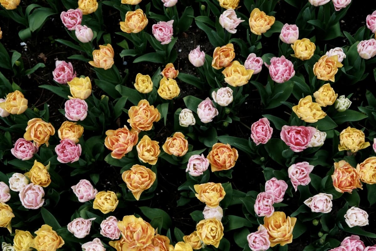 Top Hotels to Stay Near the Tulip Festival Amsterdam - Location of the Tulip Festival Amsterdam