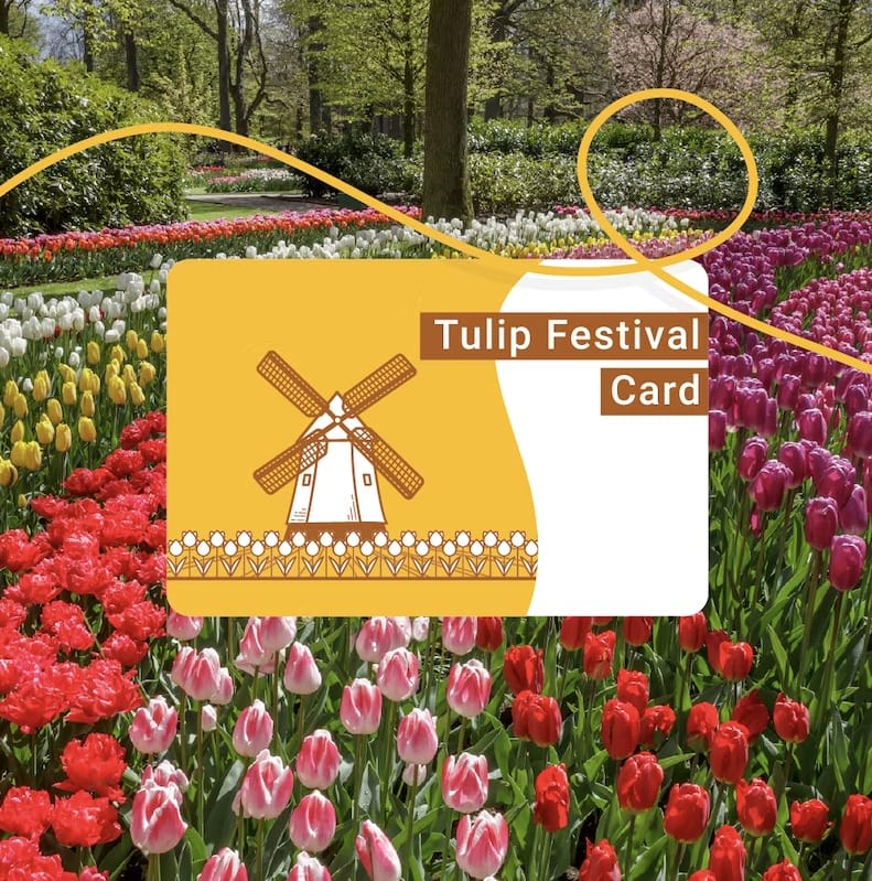Tulip Festival Card
