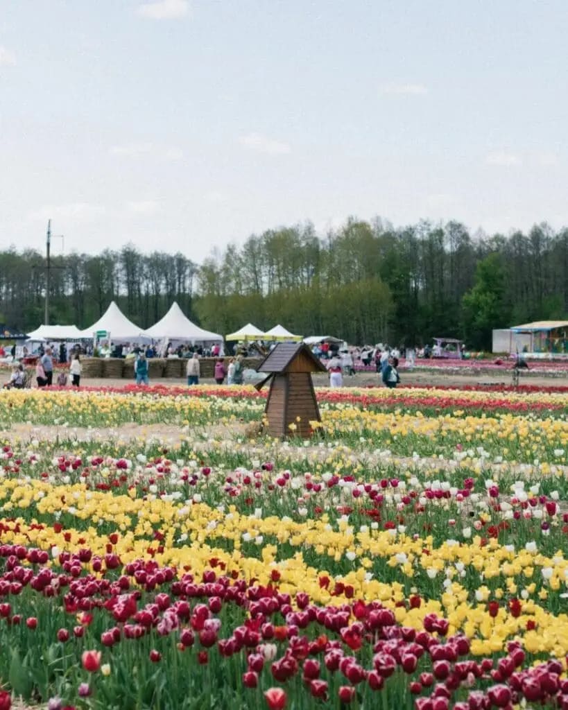 Tulip Farm And Sunshades In Background
