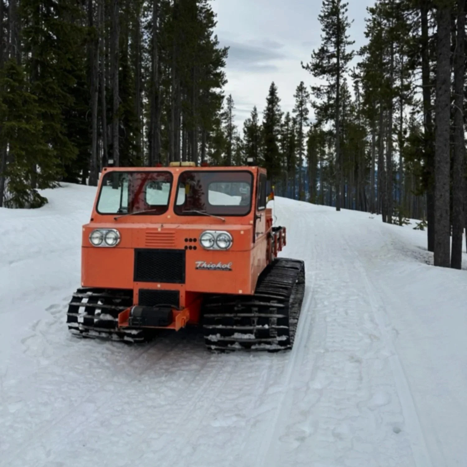 Driving in the forest