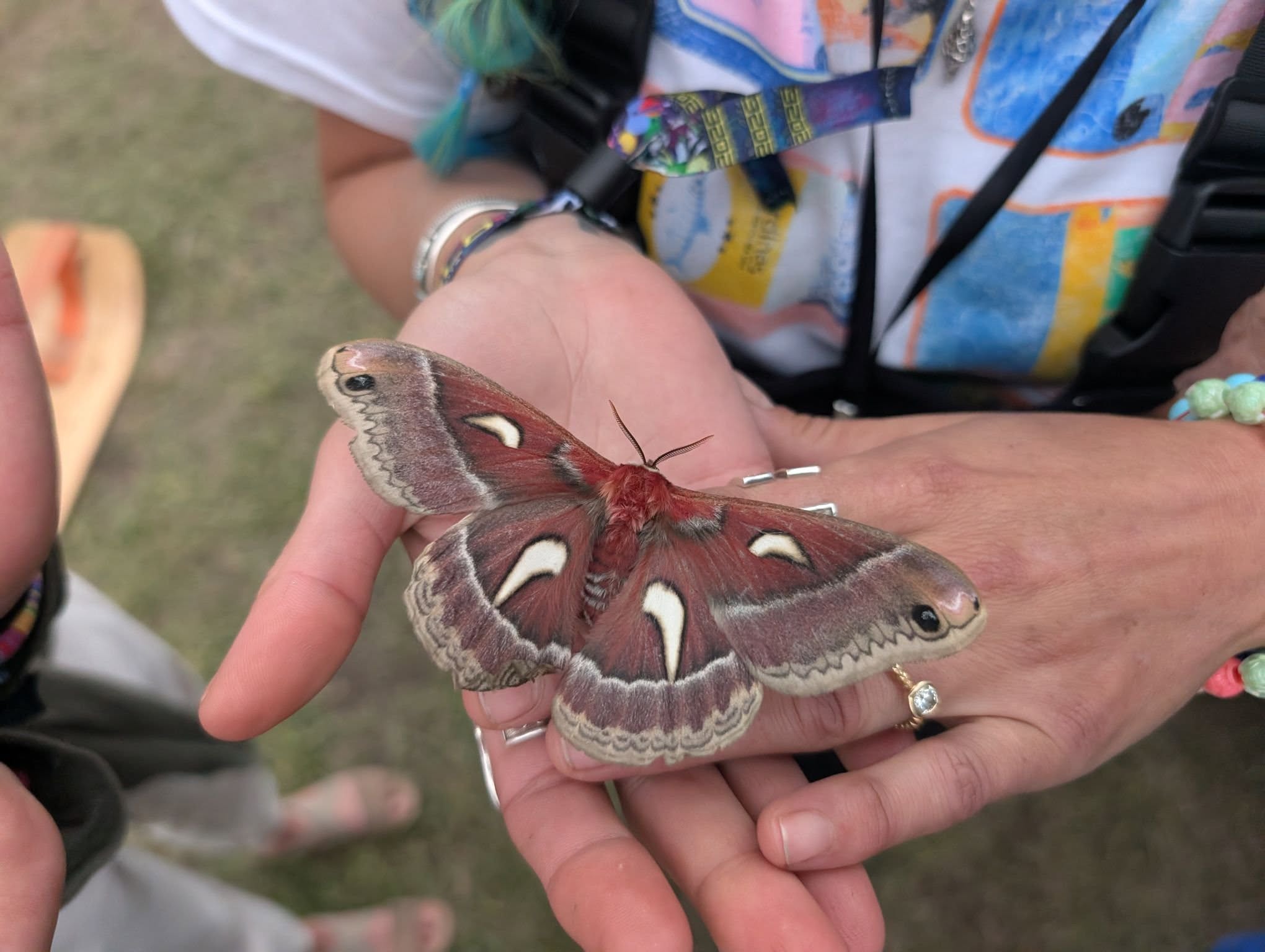 moth_jacg3c