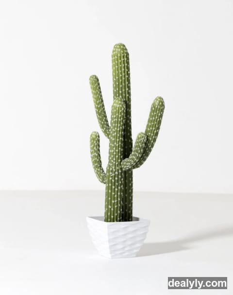 Cactus from green house - 1