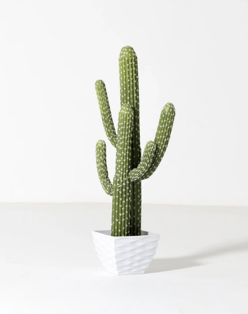 Cactus from green house - 1