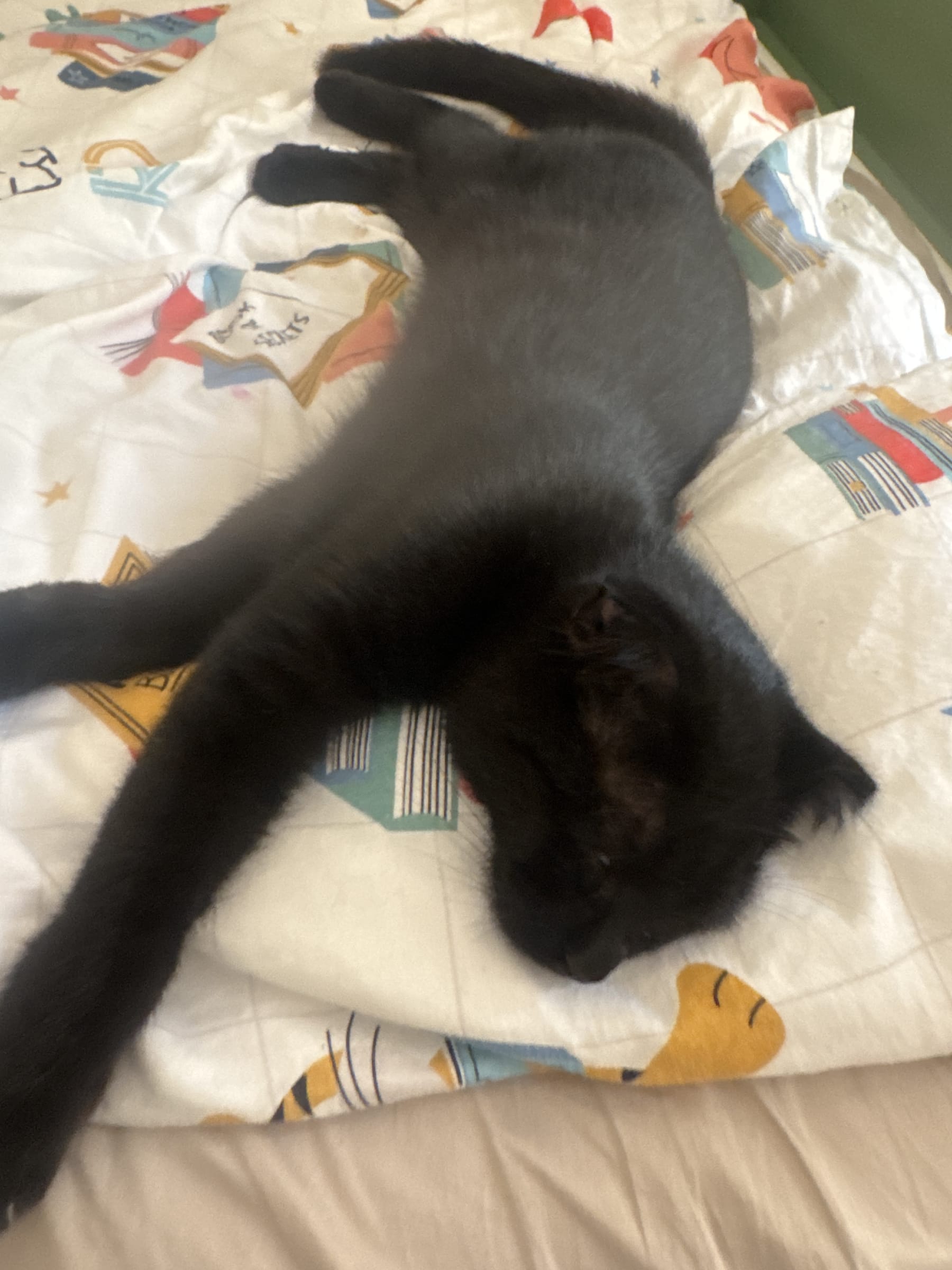 cat X schottish (5 mois) - Photo 1