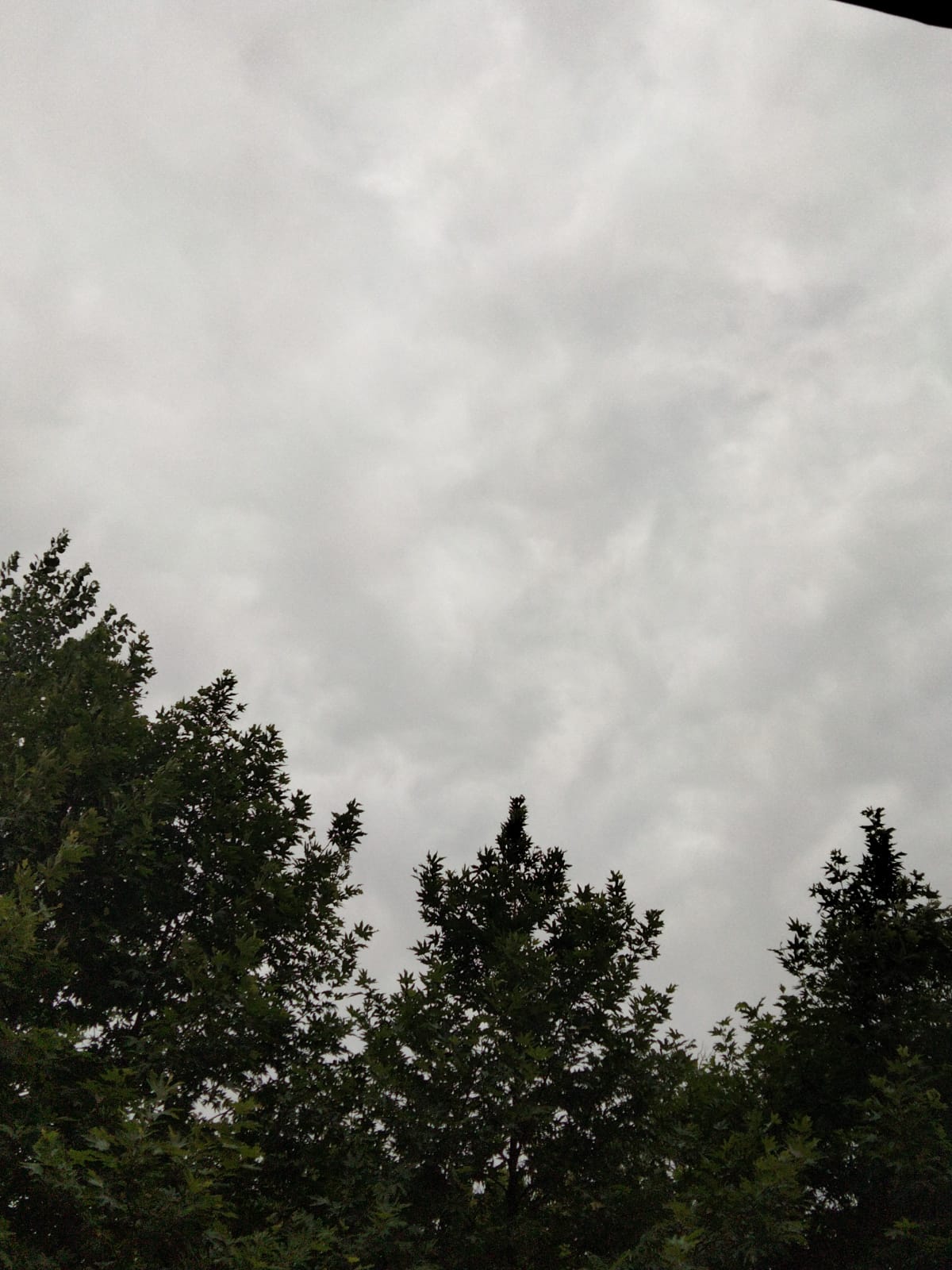 tree — new - Photo 1