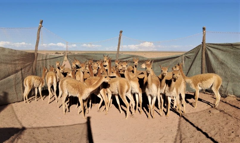 Vicuñas_Reunidas.jpg