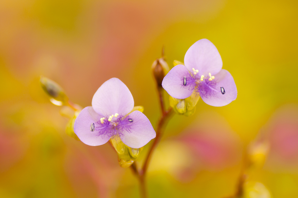 Kaas Wild flowers