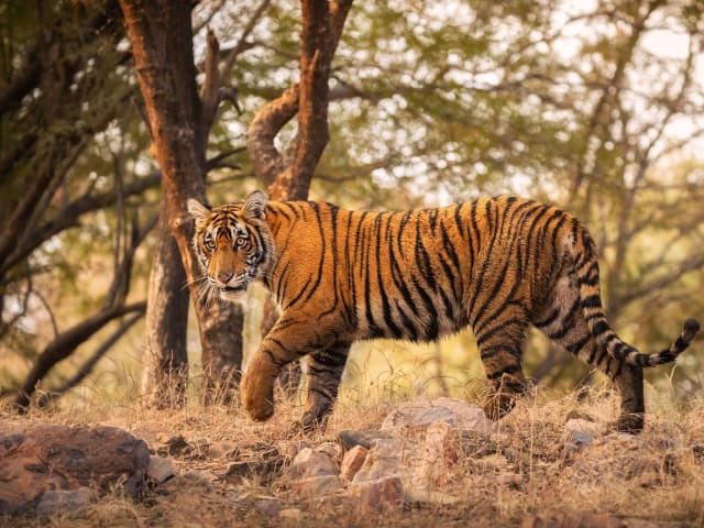 Wildlife & Nature Safaris