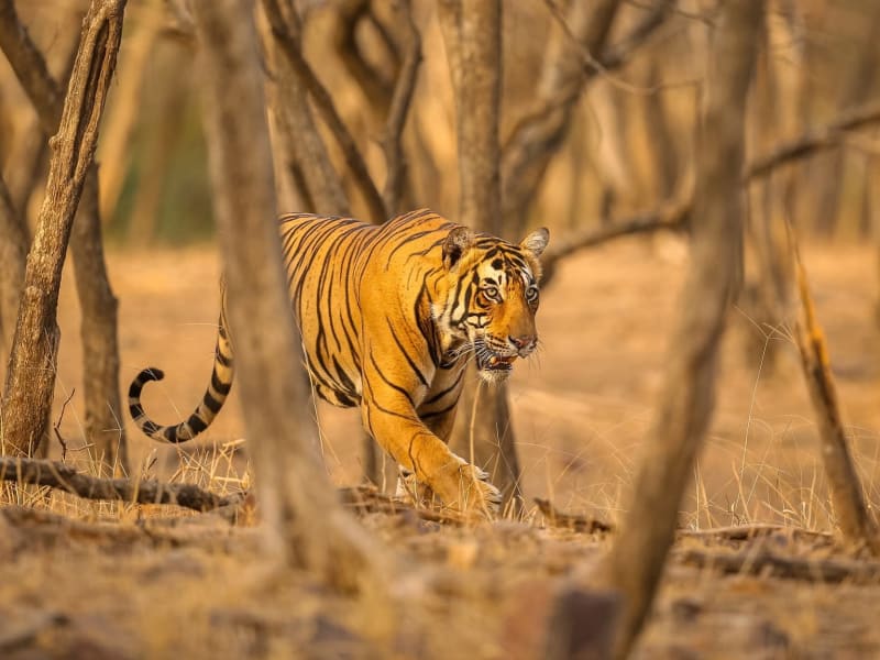 How to Read a Tiger Reserve