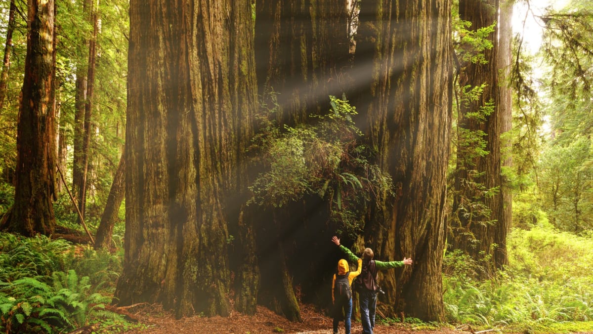 Kids infront of a giant Redwood tree 