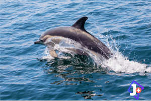 Dolphins in the Algarve