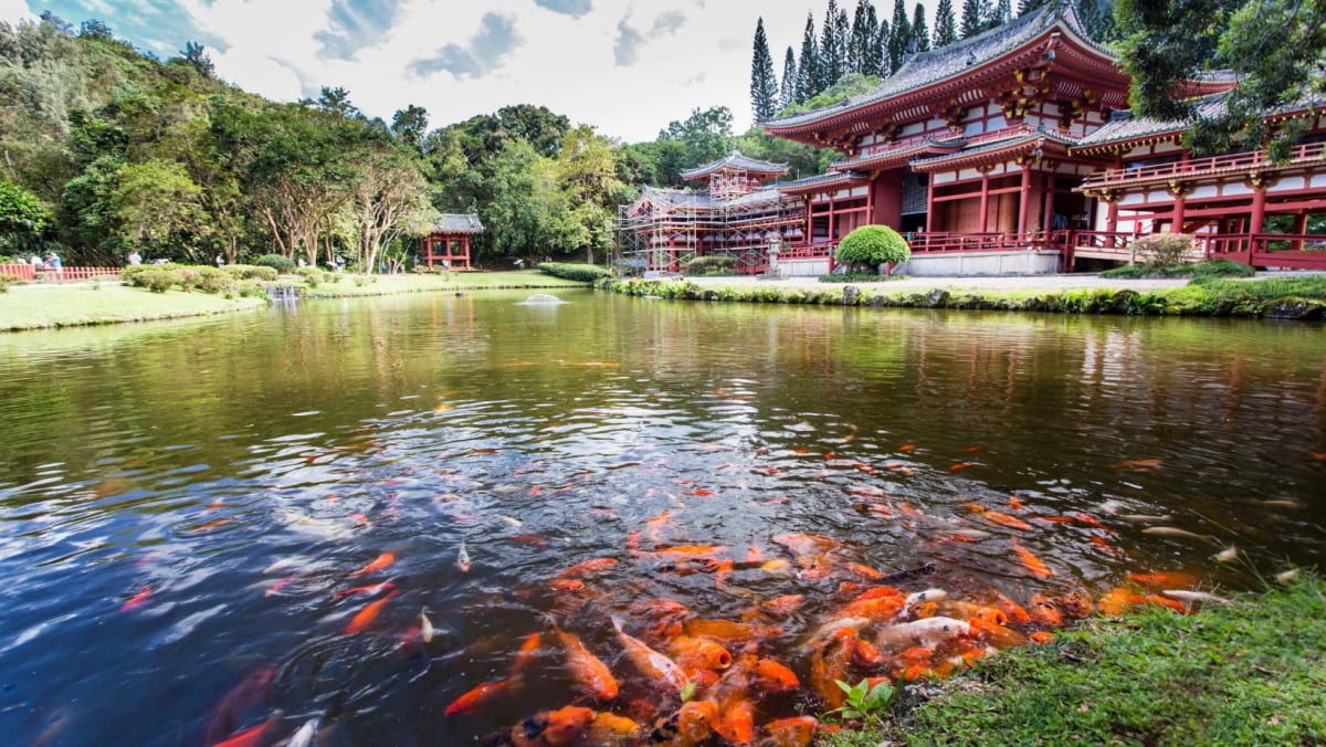 A koi pond with a japanese temple in the background in Hawaii