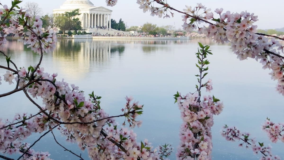 Cherry Blossoms infront of Lincoln Memorial in Washington D.C.