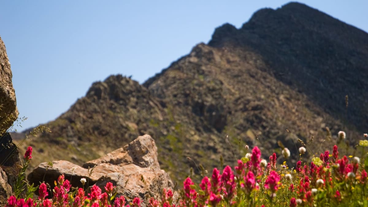 Wildflowers in the mountains of Colorado.