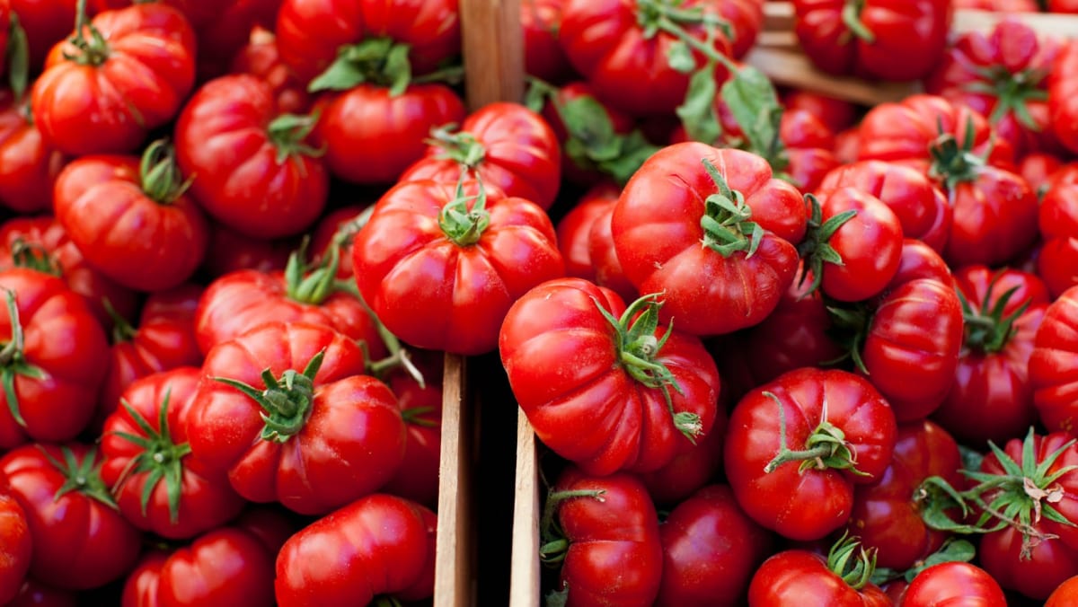 Tomatoes at the Tomatina festival
