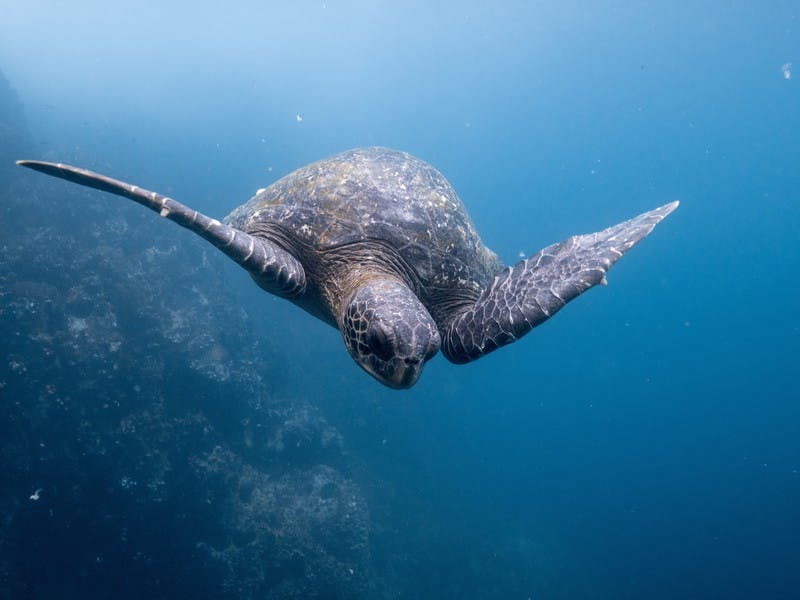 Wasserschildkröte im glasklaren Wasser bei den Galapagosinseln. Die Inseln sind ein Muss auf jeder Reise Bucket List.