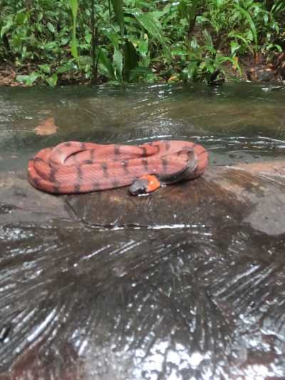 Colombia - Amazonas - 9-tägige Survivalexpedition durch den Amazonas - 6