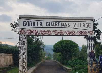 Ruanda - Gorilla Guardians - RWANDA! Self-drive 4x4 landcruiser 🐒🦍🍃 Chimpanzee tracking, Canopy walk, Tea plantation, Volcanoes National park 🇷🇼 - 3