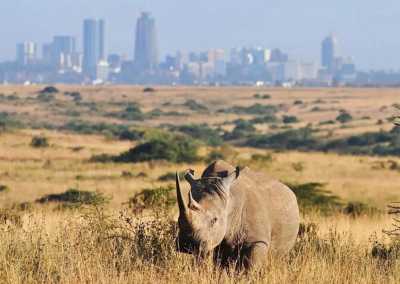 Kenya - Nairobi National Park - Epic Budget Safari: Amboseli, Hell’s Gate, Lake Naivasha, Nairobi National Park