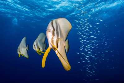 Australien - Great Barrier Reef - 🌴🪸 Daintree to Great Barrier Reef: A Co-Working Retreat in Port Douglas, Australia 🐠🇦🇺 - 8