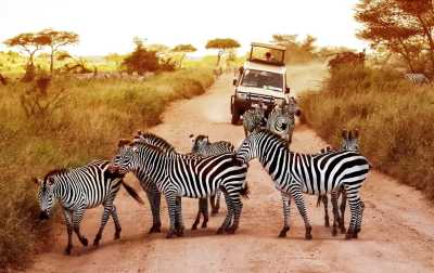 Tanzania - Serengeti National Park - Tanzania: following the great migration - 2