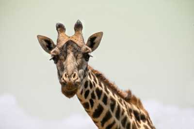 Tansania - 6 Day Tanzania Safari & Great Migration Calving Season - JoinMyTrip