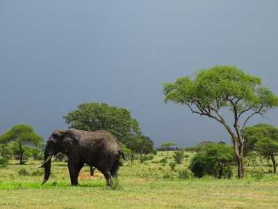 Tansania - Tarangire National Park - 4 Day Group Safari to Tarangire, Serengeti & Ngorongoro Crater - 1