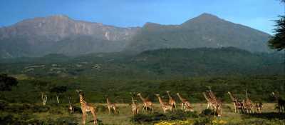 Tanzania - Arusha National Park - Tanzania Big Five Safari & Wildlife Photography Expedition | Serengeti & Ngorongoro - 1