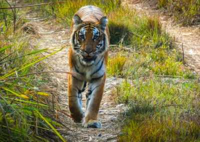 Nepal - Chitwan-Nationalpark - Into the Wild Heart of Nepal - 1