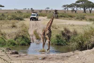 Tansania - Serengeti National Park - 4 Day Group Safari to Tarangire, Serengeti & Ngorongoro Crater - 2