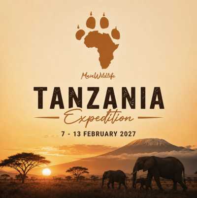 Tanzania - Tanzania Big Five Safari & Wildlife Photography Expedition | Serengeti & Ngorongoro - JoinMyTrip