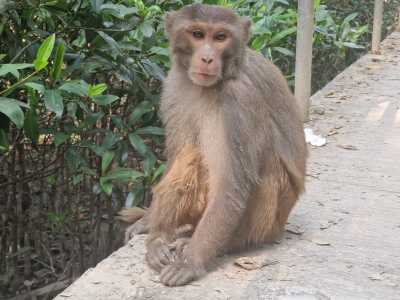 Bangladesch - Khulna - Bangladesh Adventure – Between Rivers, Tea Hills & Ancient Cities - 4