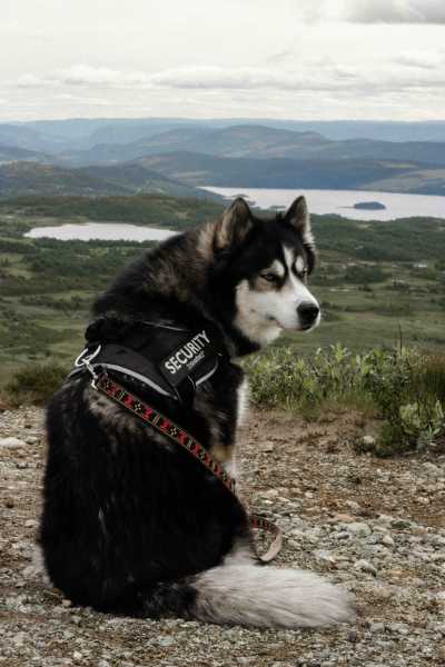 Norway - Beitostølen - Best of Norway with my huskies 🐾⛰️ | Jotunheimen, Fjords & Valleys | Hiking trip - 1