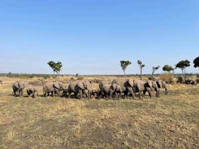 Tanzania - 4 Day Tanzania Safari to Serengeti National Park and Ngorongoro Crater - JoinMyTrip