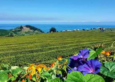 Portugal - Gorreana Tea Plantation - 🌿🦖🌋 A Trip Right out of Jurassic Park: The Azores Wild Islands! 🍃 - 1