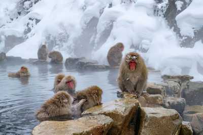 Japan - Jigokudani Hot Spring Korakukan - Tokyo Thrill: Tuning, Nightlife & Tradition: Dein ultimates authentisches Japan-Erlebnis 🇯🇵🏎️🗾🏯🏮🎎🍜 - 1