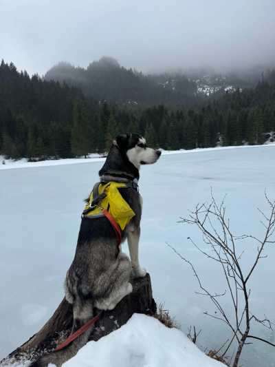 Austria - Ehrwald - Snow Trip to Austria with My Huskies 🐾❄️ Winter Hikes | Skiing | Tobogganing - 4
