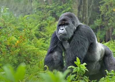 Uganda - Bwindi Impenetrable Forest - Uganda: Self drive 4x4 Land Cruiser 🦍🌿Gorilla & Rhino tracking! Coffee, Waterfalls & Hikes 🇺🇬 - 3