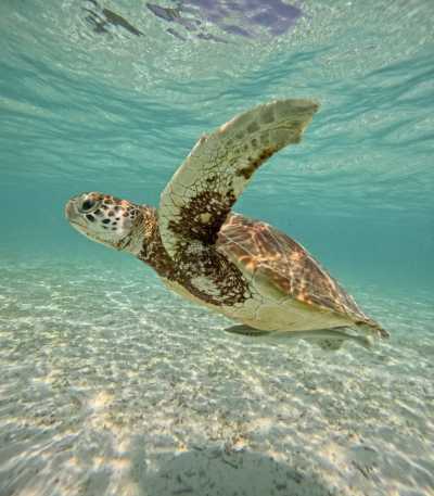 Maldives - Fehendhoo - True Maldives: Local Living • Stunning Beaches • Turquoise Dreams - 3