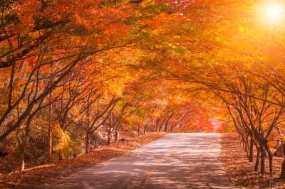 Korea, Süd - Naejangsan National Park - 🌊 🍂 Busan Reset: Where Fall Foliage Meets Coastal Sunsets 🌇 🇰🇷 - 3